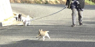 犬と一緒に散歩に出かけた猫達