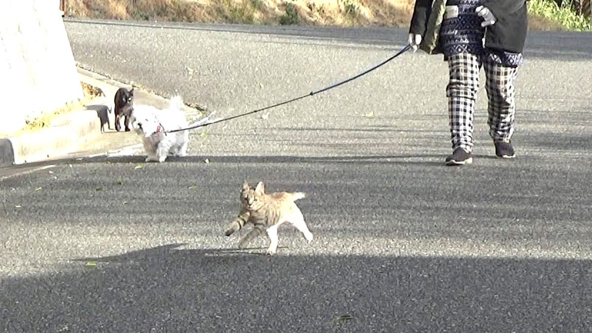 犬と一緒に散歩に出かけた猫達