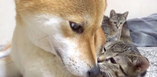 柴犬と子猫