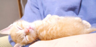 腕の中で眠る子猫