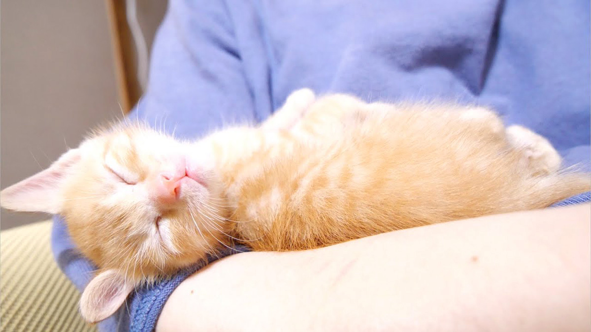 腕の中で眠る子猫
