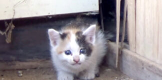 迷子の子猫