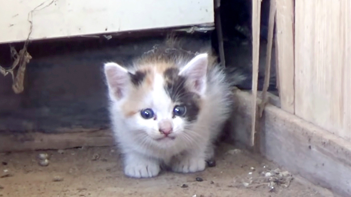 廃墟倉庫で迷子の子猫を発見！ やっとのことで保護すると、怯え 