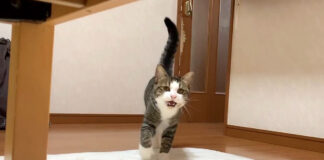 駆け寄ってくる猫
