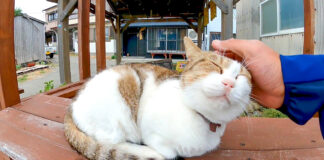 撫でられる猫