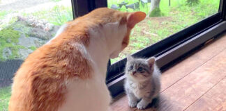 先住猫と子猫