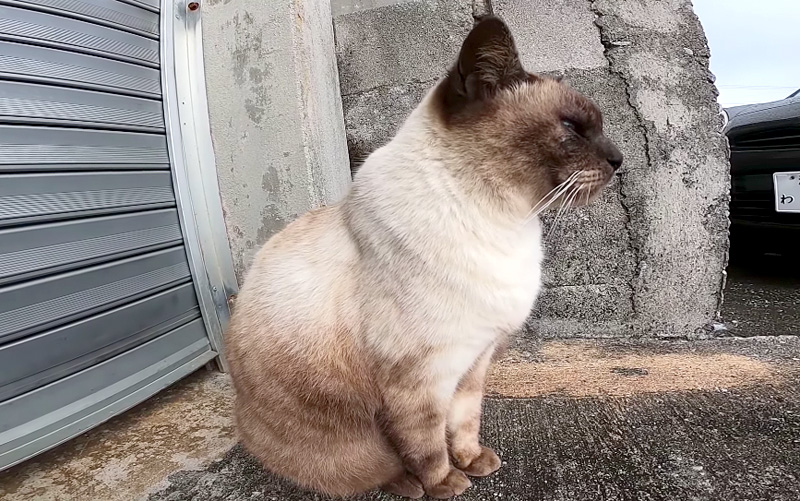 雨宿りする猫