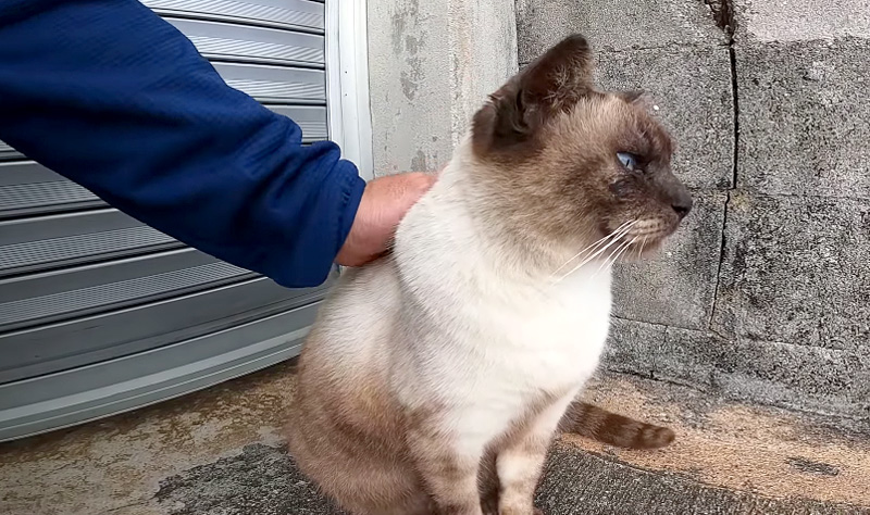 撫でられる猫