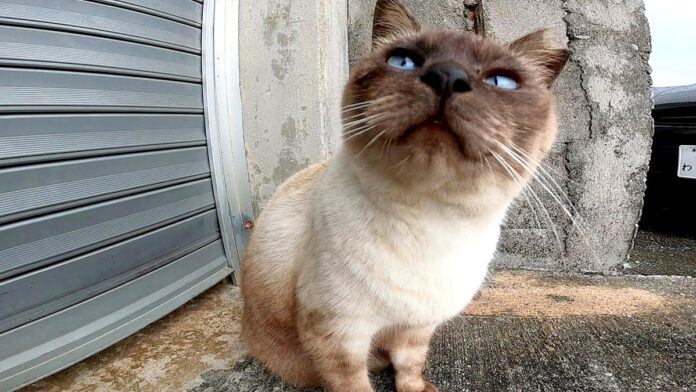 雨宿りする猫