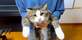 誕生日を迎えた猫