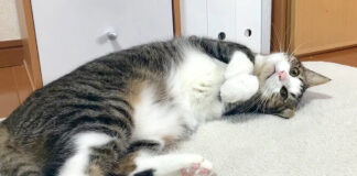 寝転がる猫
