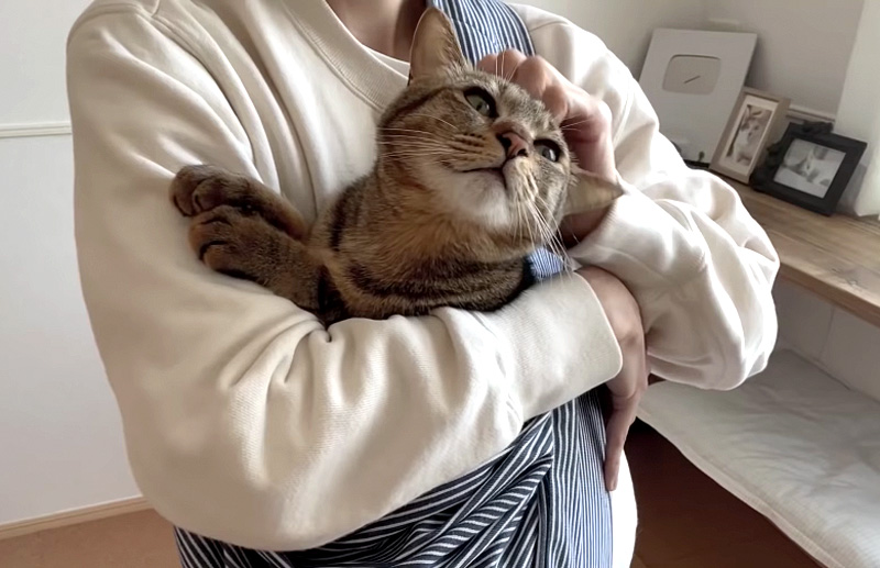 スリングと猫