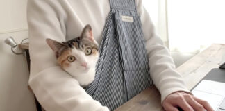 スリングと猫