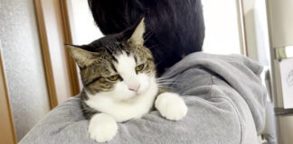 抱っこされる猫