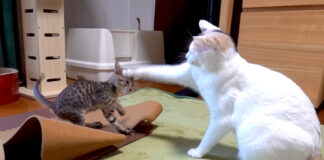 子猫と先住猫