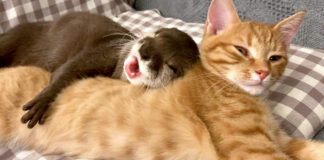 猫が大好きなカワウソ