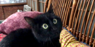 目を見開く猫