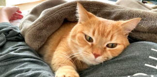 こちょこちょする猫