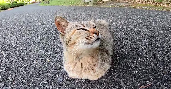 香箱座りの猫
