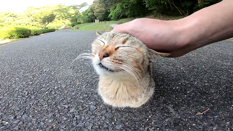 撫でられる猫