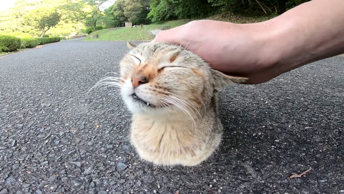 撫でられる猫