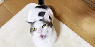 長く鳴く猫