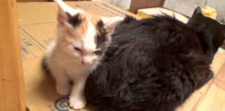 黒猫が大好きになった子猫