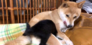 ミルクが飲みたい子猫