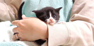 ミルクが飲みたい子猫