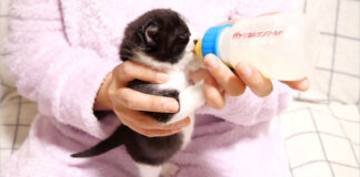 ミルクを立って飲む子猫