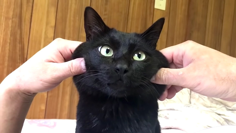 もちもち猫