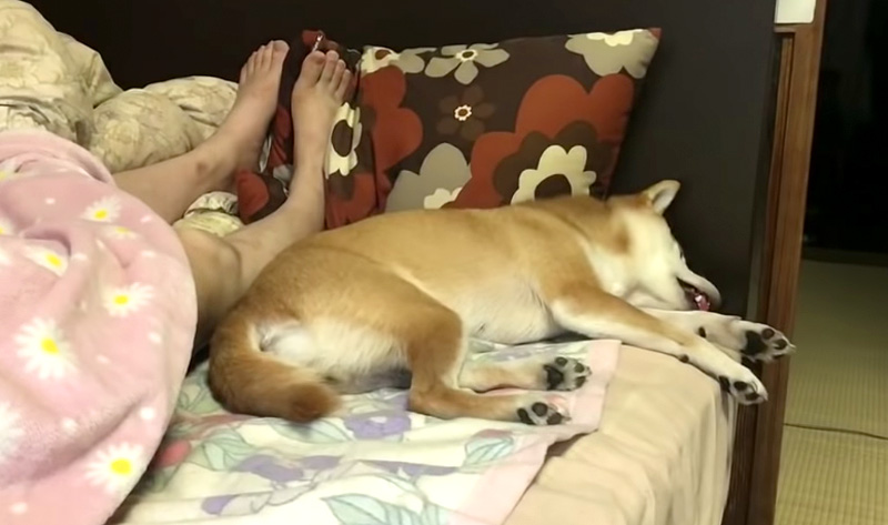朝に弱い柴犬