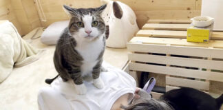 背中に乗る猫