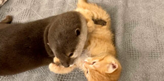 カワウソと子猫