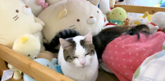 女の子と一緒に朝寝坊する猫