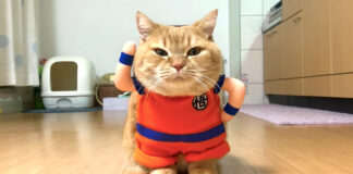 2頭身の猫