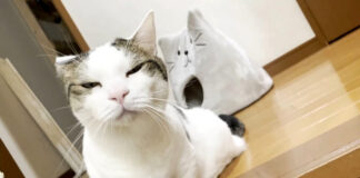 眠たそうな猫