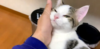 甘える猫