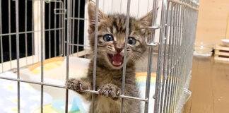 猛アピールする子猫