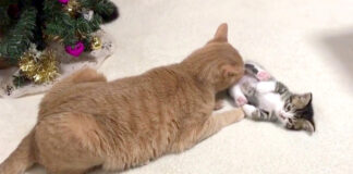 舐められる子猫