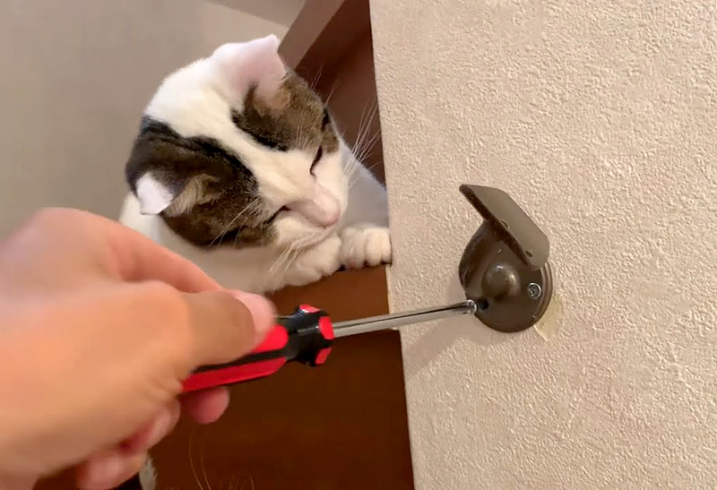 興味津々の猫