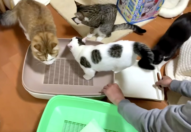 興味津々の猫
