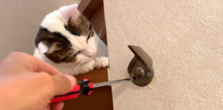 興味津々の猫