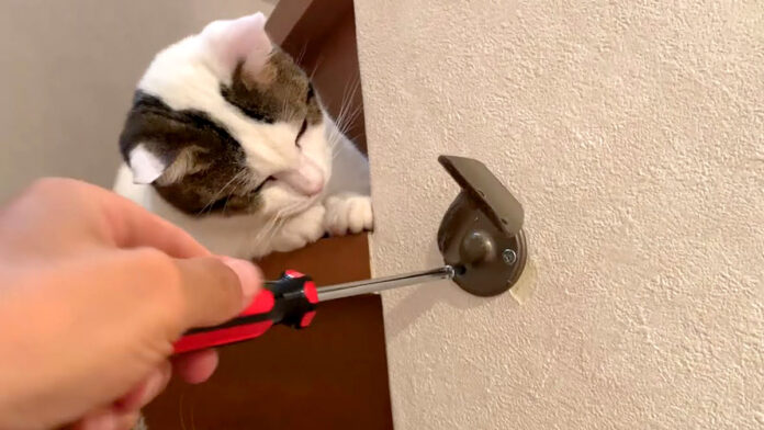 興味津々の猫