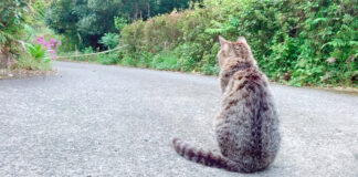 柴犬の帰りを待つ猫