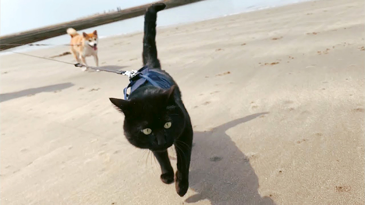 散歩する黒猫と柴犬