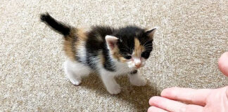 両親を探す子猫