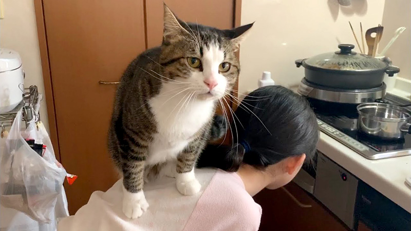 背中に乗る猫