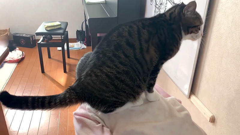 背中に乗る猫