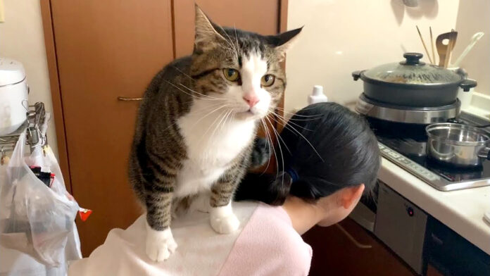 背中に乗る猫